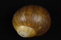 藏品(元寶螺)的圖片